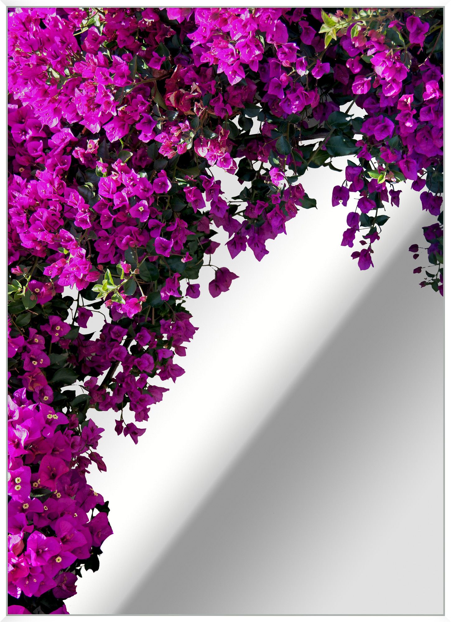 Wendover, Bougainvillea Mirror